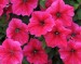 Petunia Rose Of Heaven - Image 2